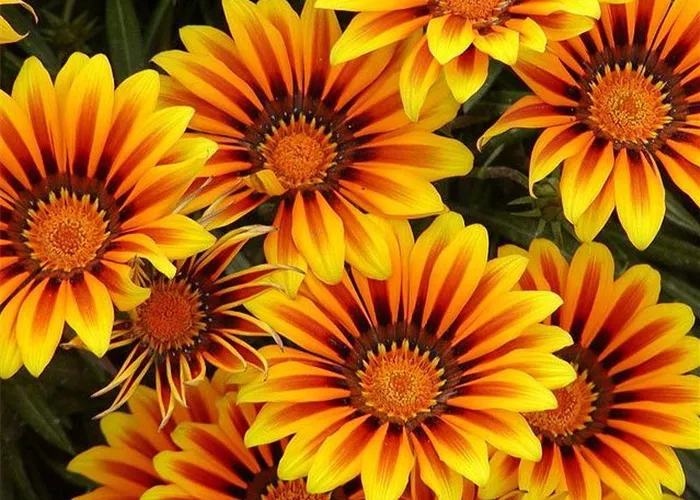 Gazania rigens 'New Magic'
