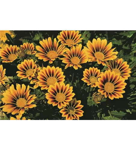Gazania rigens 'New Magic'