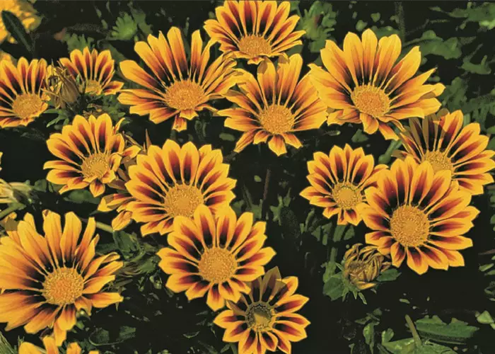 Gazania rigens 'New Magic'