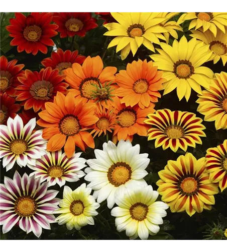 Gazania rigens, Big Kiss Mix