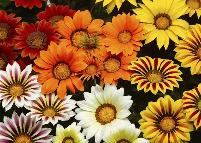 Gazania rigens, Big Kiss Mix