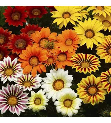 Gazania rigens, Big Kiss Mix