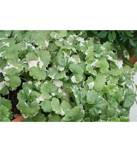 Glechoma hederacea 'Variegata' 