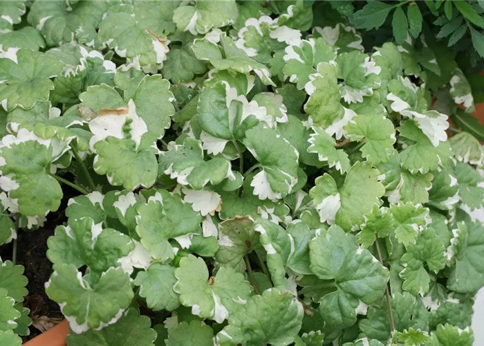 Glechoma hederacea 'Variegata' 