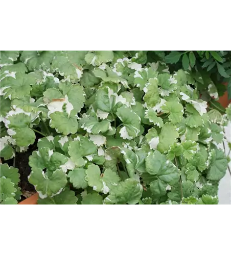 Glechoma hederacea 'Variegata' 