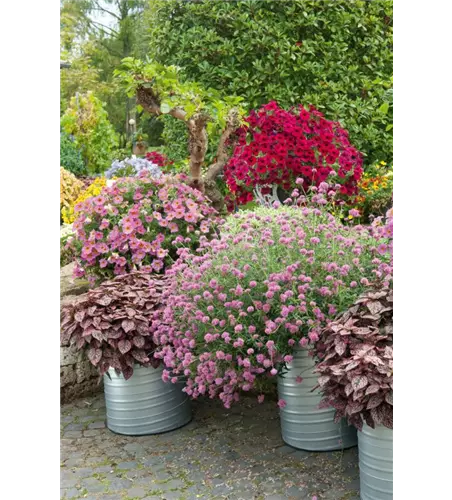 Gomphrena globosa 'Truffula Pink'