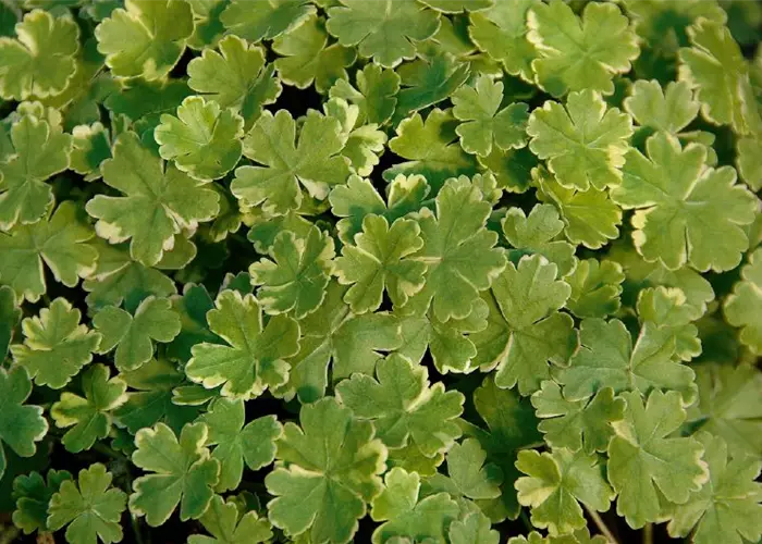 Hydrocotyle sibirica 'Crystal Confetti' 