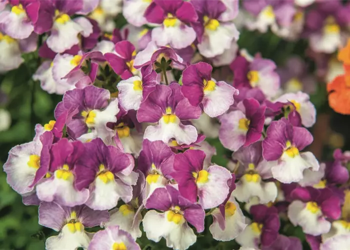 Nemesia Fairy Kisses™ 'Cassis'
