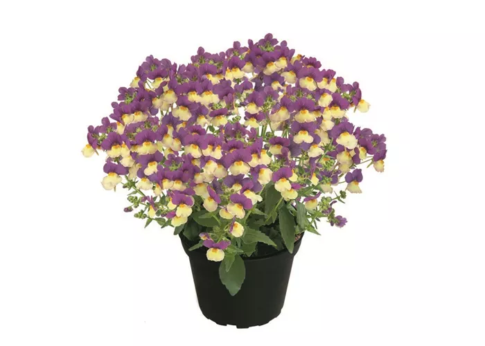 Nemesia Fairy Kisses™ 'Vanilla Berry' 