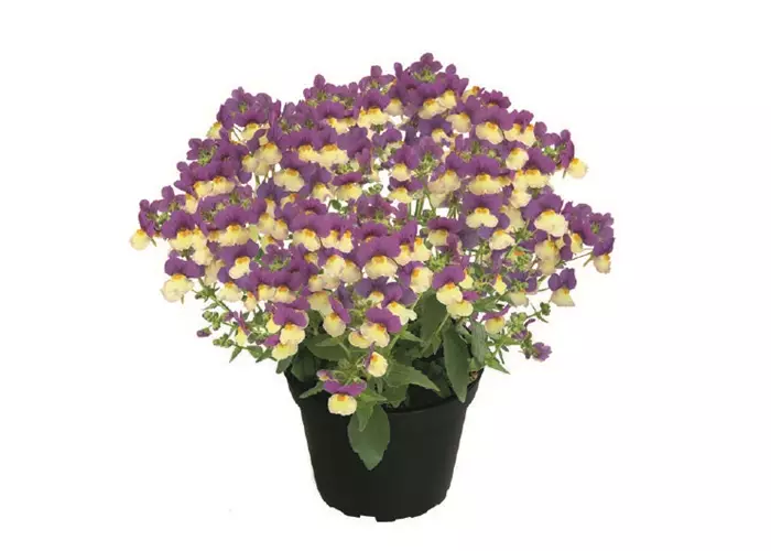 Nemesia Fairy Kisses™ 'Vanilla Berry' 