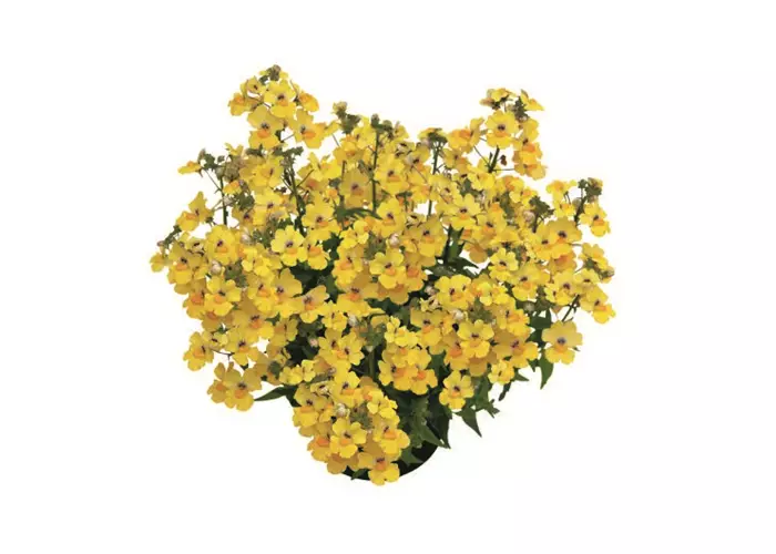 Nemesia 'SUNSATIA™ PLUS Little Banana'