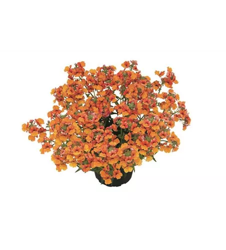 Nemesia SUNSATIA™ PLUS 'Little Orange' 