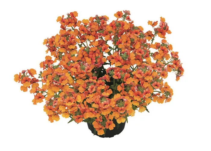 Nemesia SUNSATIA™ PLUS 'Little Orange' 