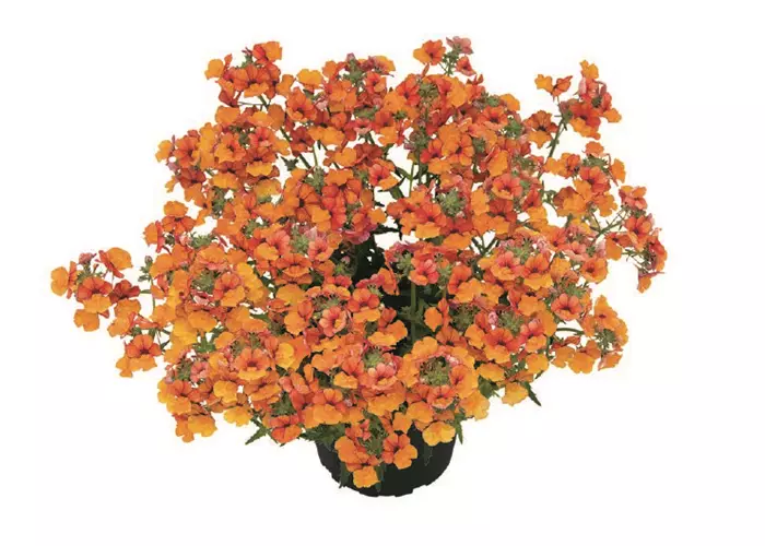 Nemesia SUNSATIA™ PLUS 'Little Orange' 