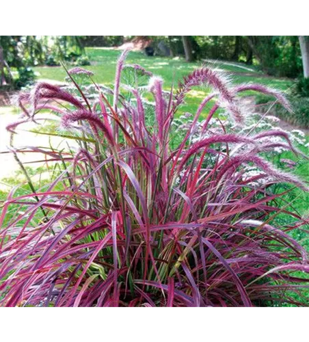 Pennisetum setaceum 'Fireworks'(s)