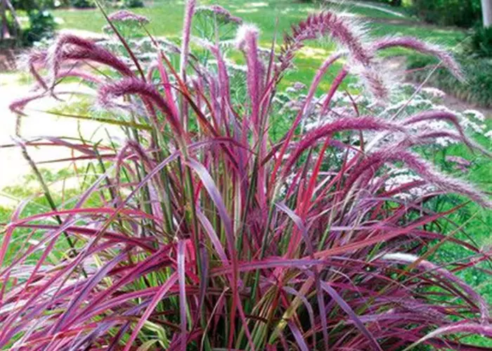 Pennisetum setaceum 'Fireworks'(s)