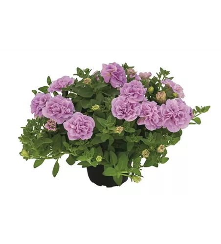 Petunia 'Sugar Plum'