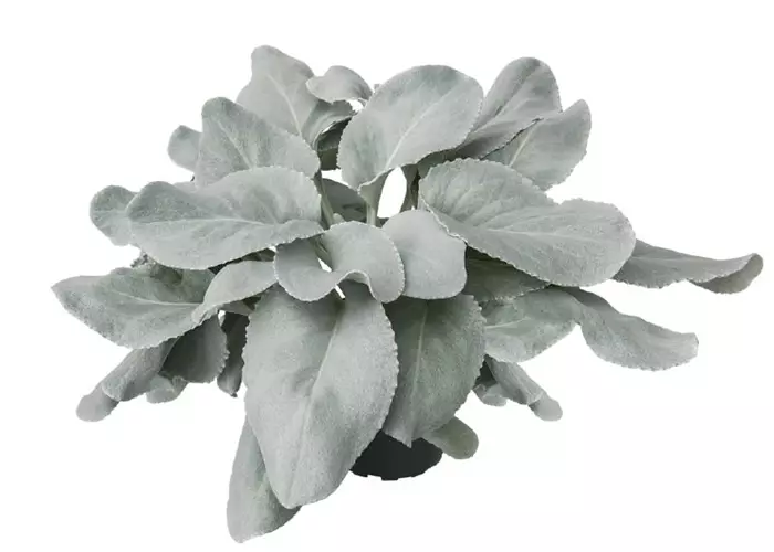Senecio candicans 'Angel Wings'