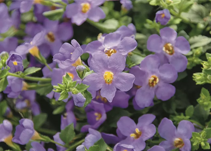 Sutera 'Everest Dark Blue' 