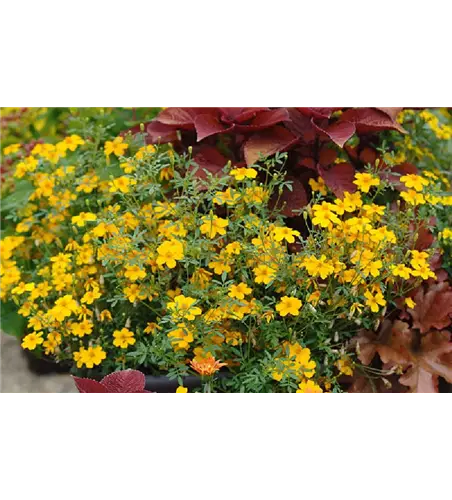 Tagetes 'Gold Medal'