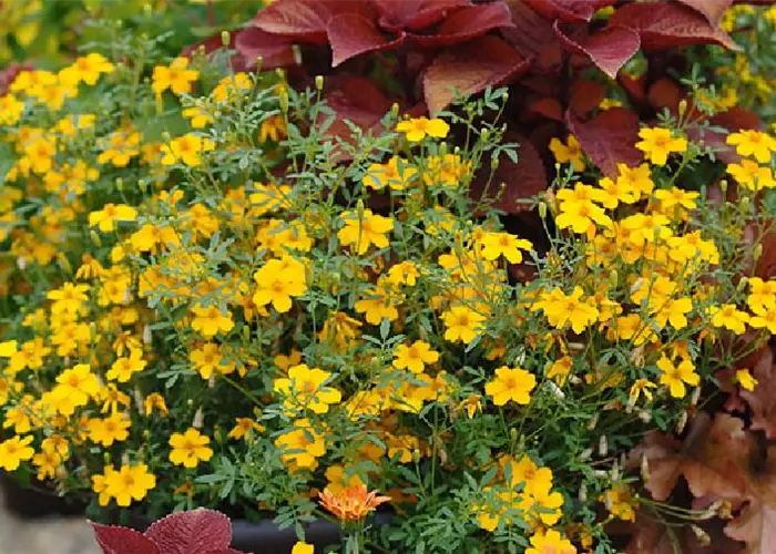 Tagetes 'Gold Medal'