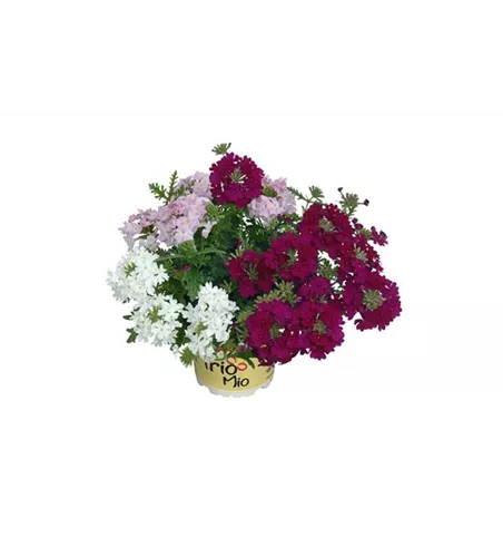 TrioMio™ VEPITA™ 'Charme' 