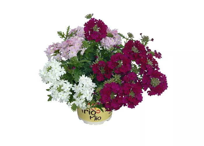 TrioMio™ VEPITA™ 'Charme'  TrioMio™ VEPITA™ 'Charme'