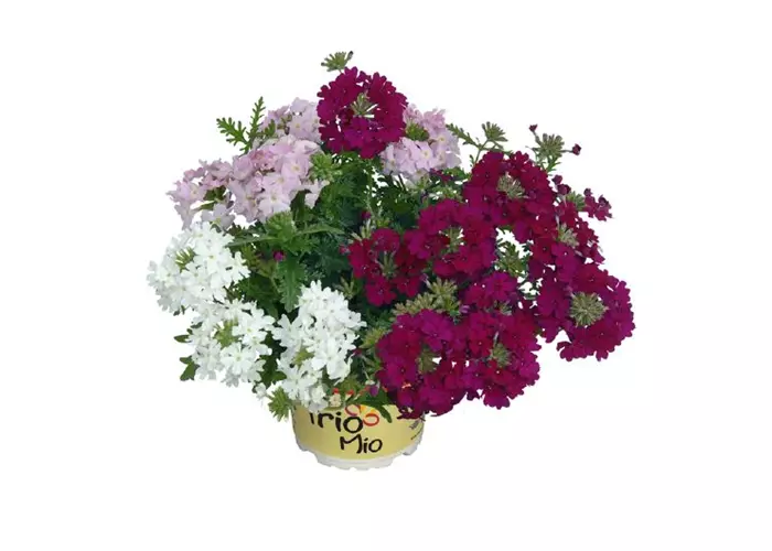 TrioMio™ VEPITA™ 'Charme' 