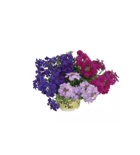 TrioMio™ VEPITA™ 'Fashion' 