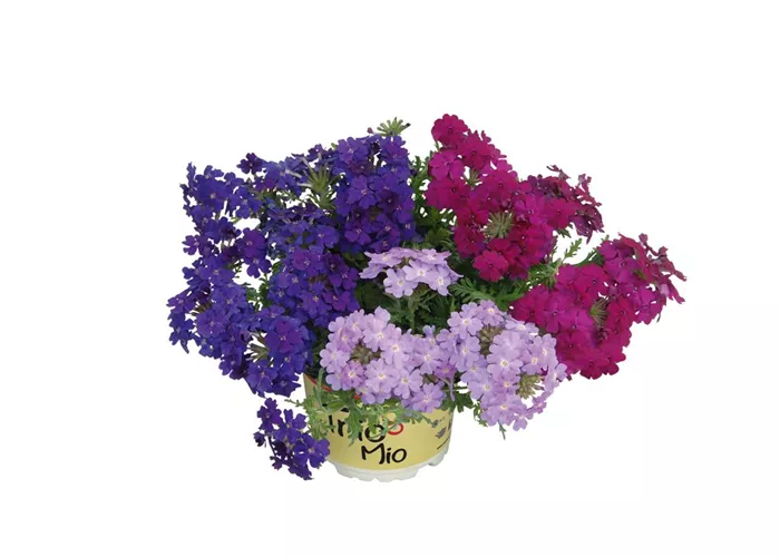 TrioMio™ VEPITA™ 'Fashion'  TrioMio™ VEPITA™ 'Fashion'