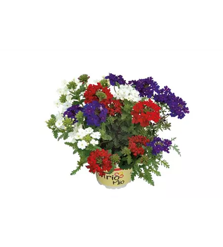 TrioMio™ VEPITA™ 'Fireworks' 