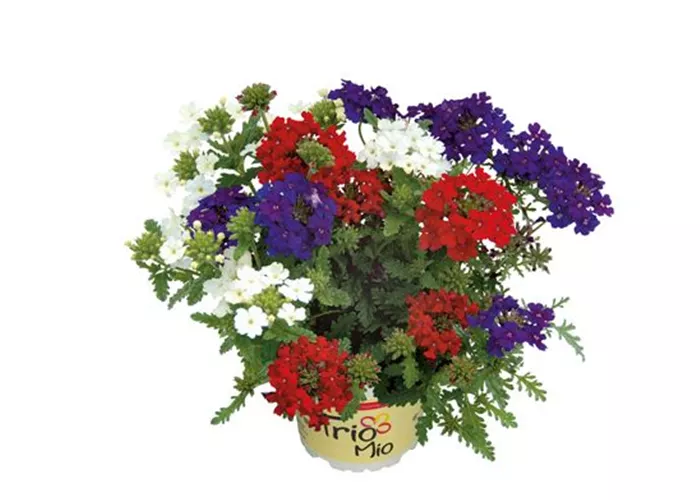 TrioMio™ VEPITA™ 'Fireworks'  TrioMio™ VEPITA™ 'Fireworks'