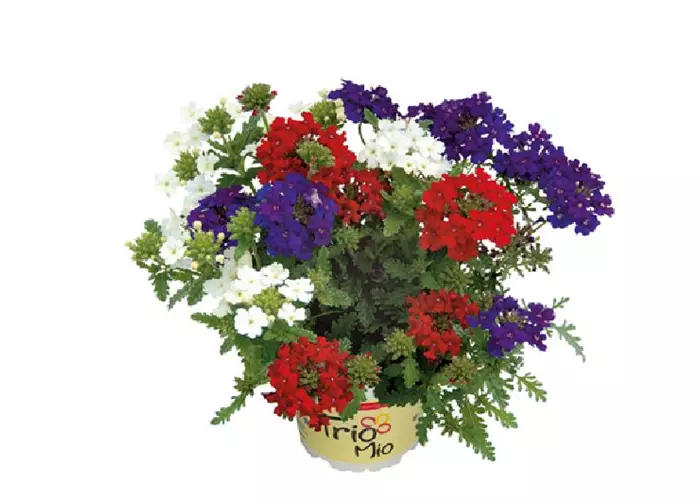 TrioMio™ VEPITA™ 'Fireworks' 