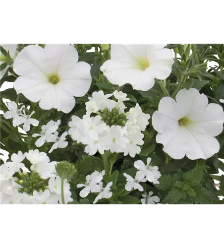 Trixi® Interspecific 'White Pearl' 