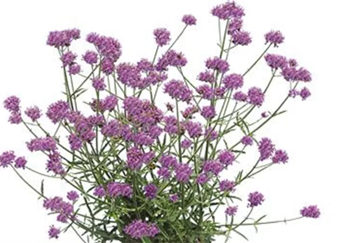 Verbena bonariensis 'Purple Tower' Verbena bonariensis 'Purple Tower'