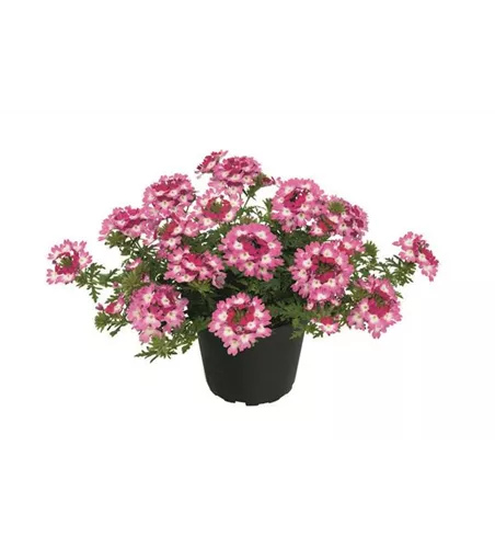 Verbena Vepita™ 'Carmine Kiss' 