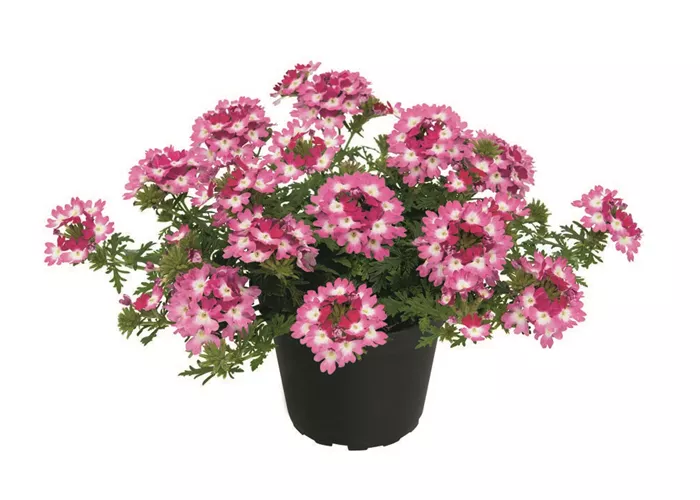 Verbena Vepita™ 'Carmine Kiss' 