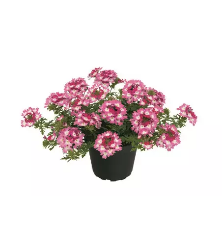 Verbena Vepita™ 'Carmine Kiss' 