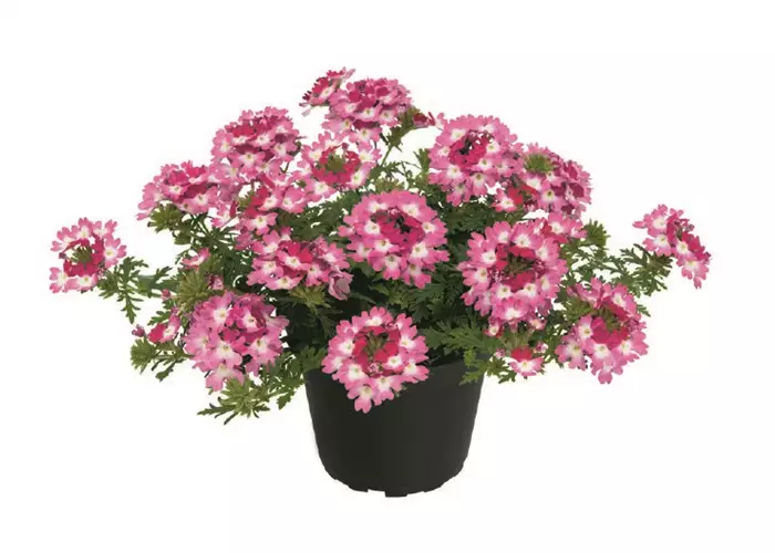 Verbena Vepita™ 'Carmine Kiss' 