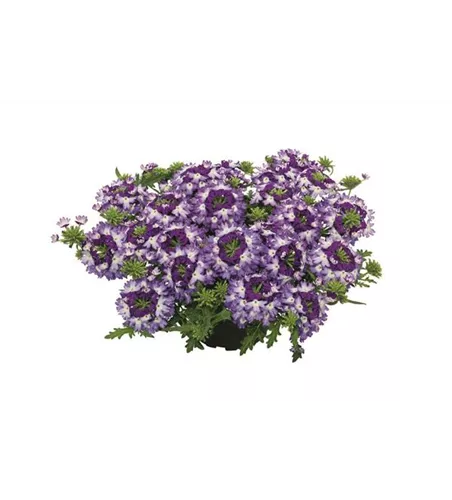 Verbena Vepita™ 'Violet Kiss' 