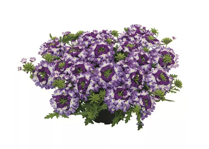 Verbena Vepita™ 'Violet Kiss' 