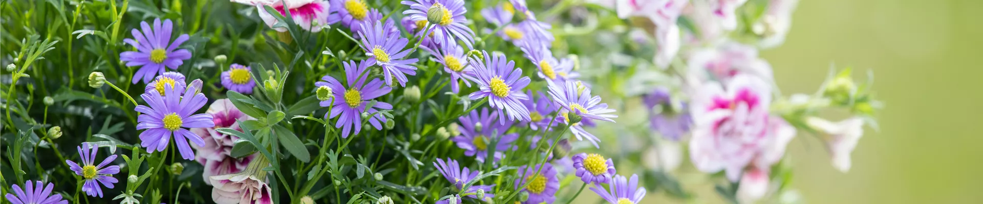 Brachyscome multifida 'Delight Mauve' Brachyscome multifida 'Delight Mauve'