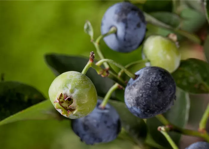 Heidelbeeren – die blauen Super-Beeren