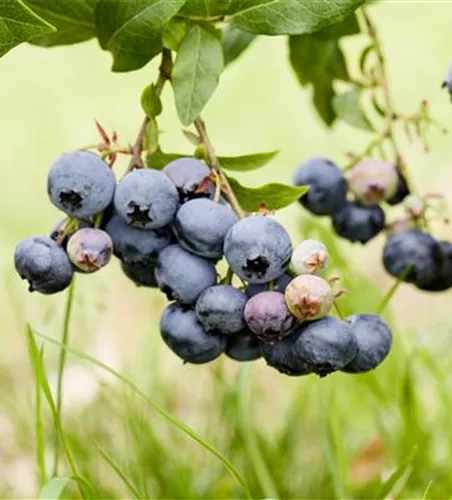 Vaccinium corymbosum 'Duke'