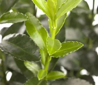 Euonymus fortunei `Harlequin`