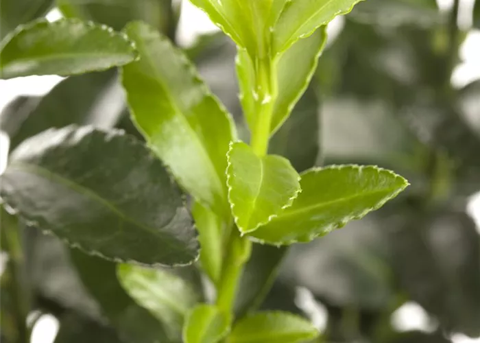 Euonymus fortunei `Harlequin`