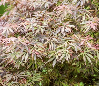 Acer palmatum 'Jerre Schwartz'