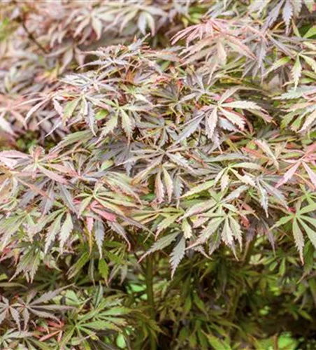 Acer palmatum 'Jerre Schwartz' Acer palmatum 'Jerre Schwartz'