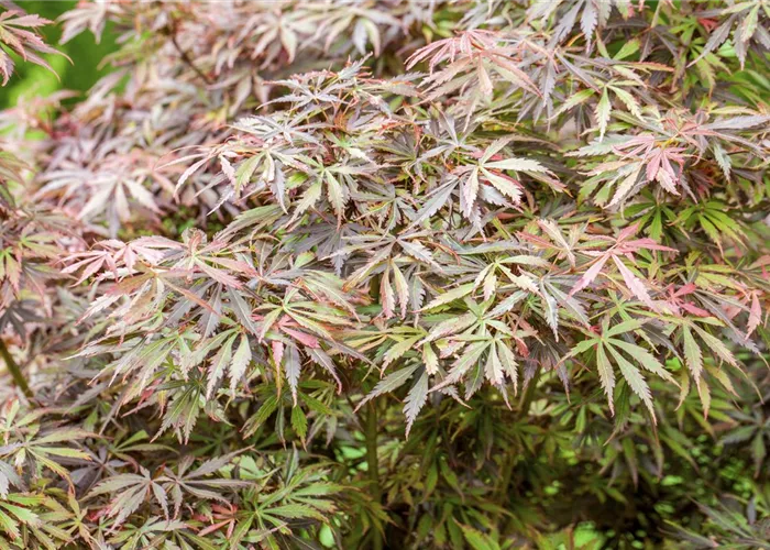 Acer palmatum 'Jerre Schwartz' Acer palmatum 'Jerre Schwartz'