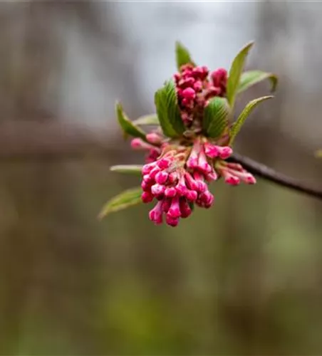 Viburnum x bodnantense 'Dawn'